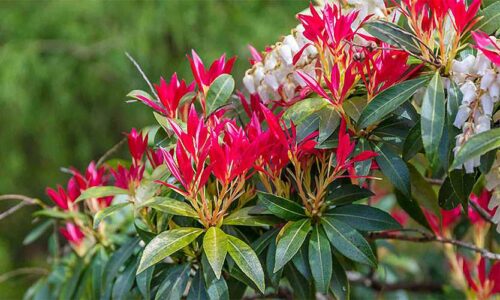 Pieris japonica 'Forest Flame', 20–25 CM - Obrázek 1