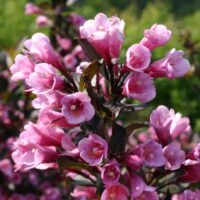 Weigela florida 'Nana Purpurea'