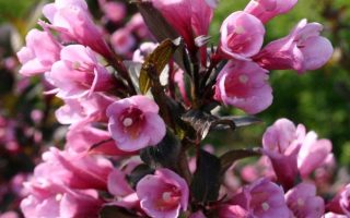 Weigela florida 'Nana Purpurea'