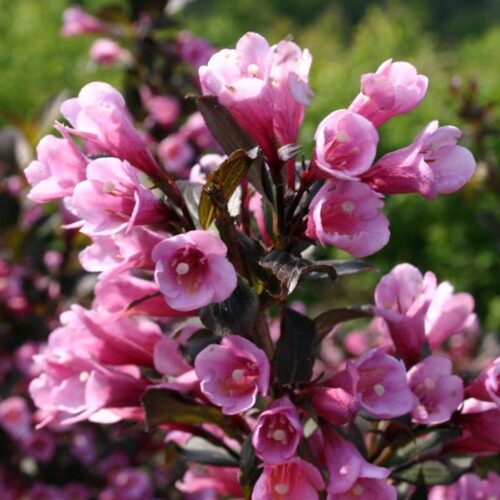 Weigela florida 'Nana Purpurea' - Obrázek 1