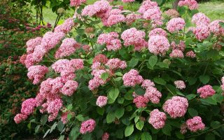 Hydrangea arborescens 'Pink Annabelle'®