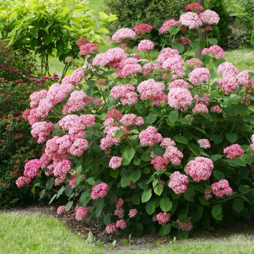 Hydrangea arborescens 'Pink Annabelle', v. 25–30 cm - Obrázek 1