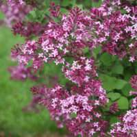 Syringa Bloomerang® 'Dark Purple'