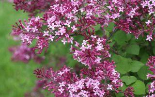 Syringa bloomerang 40–50 CM, MIX v kultivarech