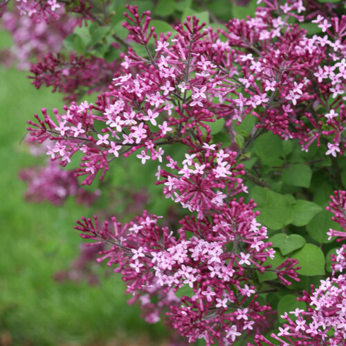 Syringa Bloomerang® 'Dark Purple' - Obrázek 1
