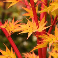 Acer palm. 'Sangokaku' - Obrázek 2