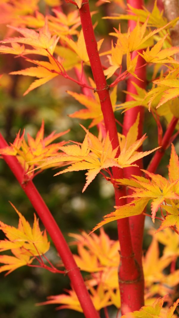 Acer palm. 'Sangokaku' - Image 2