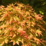 Acer palm. 'Sangokaku'