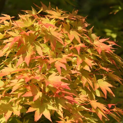 Acer palm. 'Sangokaku' - Image 1