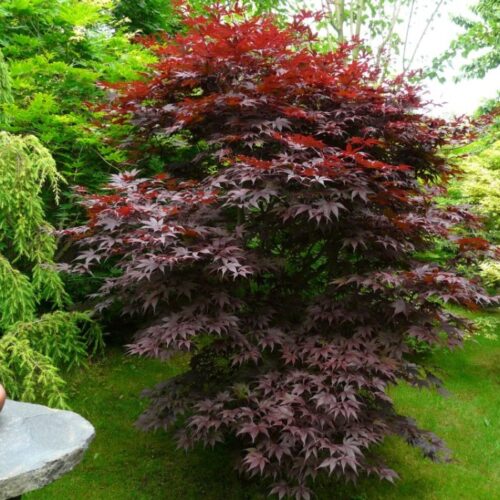 Acer palmatum 'Bloodgood' - Image 1