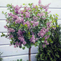 Syringa meyeri 'Palibin', na kmínku
