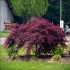 Acer palm. 'Crimson Queen' - C3L, v. 30-40 CM