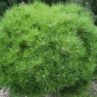 Pinus nigra 'Marie Bregeon', 20–25 CM