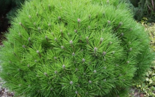 Pinus nigra 'Marie Bregeon', 20–25 CM