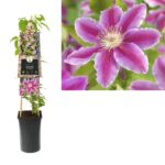 Clematis 'Dr Ruppel' - Obrázek 2