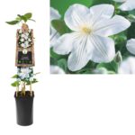 Clematis 'Mevrouw Le Coultre' - Obrázek 2