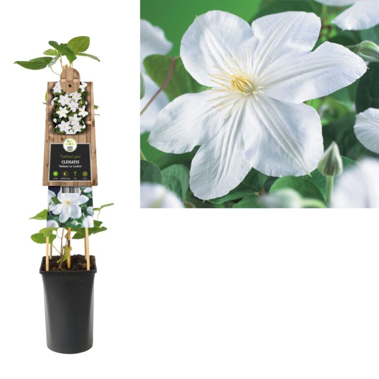 Clematis 'Mevrouw Le Coultre'