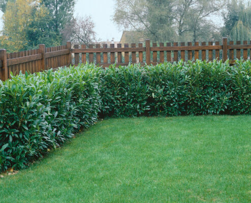 Prunus laurocerasus 'Herbergii'