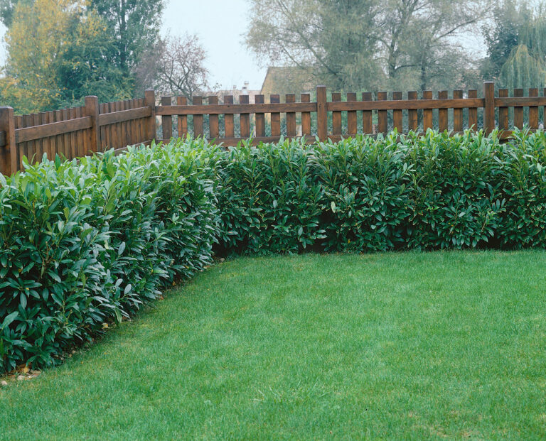 Prunus laurocerasus 'Herbergii'