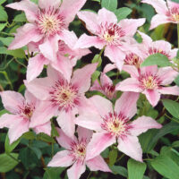 Clematis 'Pink Fantasy' - C2,5L 50-70 CM, vyvaz.