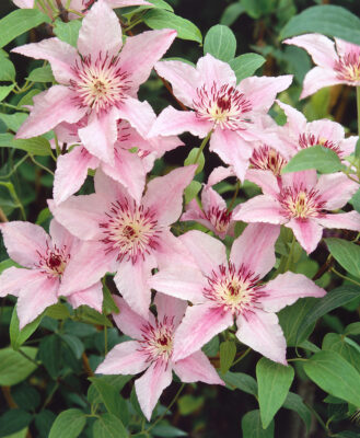 Clematis 'Pink Fantasy'