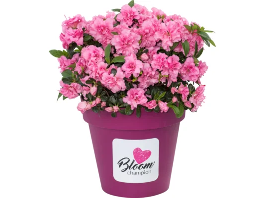 Azalka japonská 'Bloom Champion'®