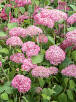 Hydrangea arborescens 'Pink Annabelle'® - Obrázek 2