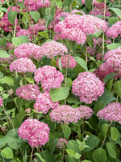 Hydrangea arborescens 'Pink Annabelle'® - Obrázek 2