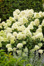 Hydrangea pan. 'Limelight'® - Obrázek 2