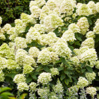 Hydrangea pan. 'Limelight'®