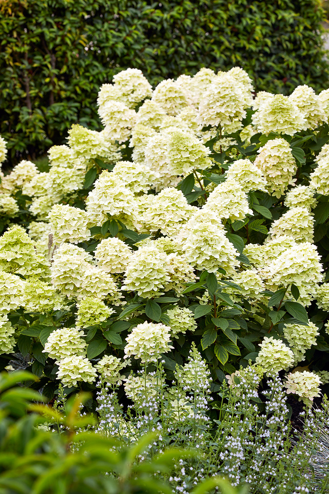 Hydrangea pan. 'Limelight'®