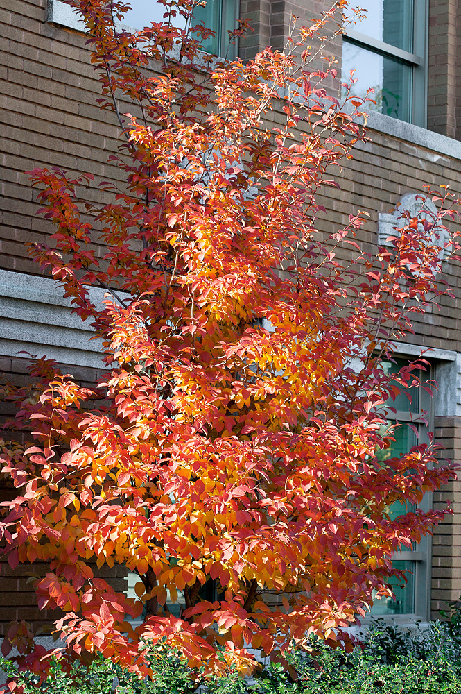 Stewartia pseudocamellia