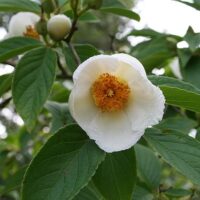 Stewartia pseudocamellia
