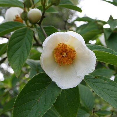 Stewartia pseudocamellia