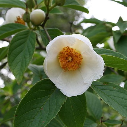 Stewartia pseudocamellia