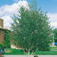Betula utilis var. jacquemontii