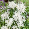 Azalea viscosa (syn. Rhododendron viscosum) - Keř - kontejner 7,5L, v. 40-50 CM