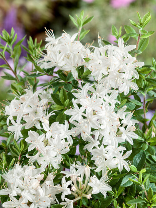 Azalea viscosa (syn. Rhododendron viscosum) - Obrázek 1