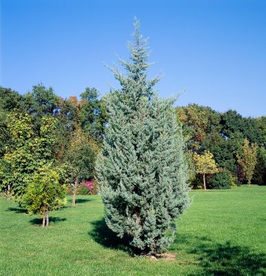 Cupressus arizonica 'Fastigiata'