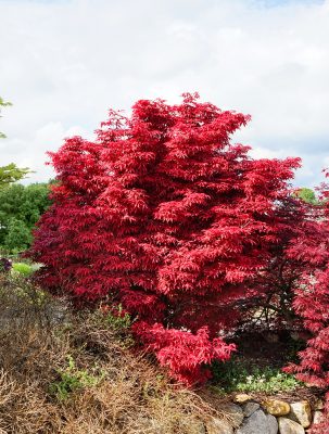 Acer palmatum 'Skeeters Broom'