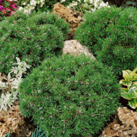 Pinus uncinata 'Grüne Welle'