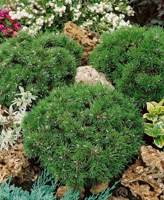 Pinus uncinata 'Grüne Welle'