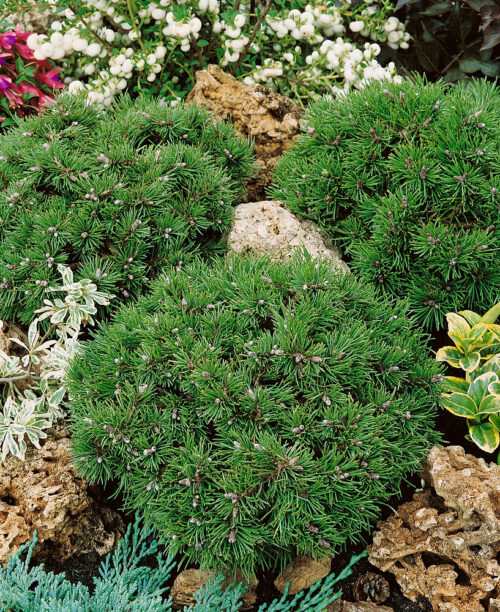 Pinus uncinata 'Grüne Welle' - Obrázek 1