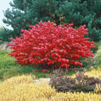 Euonymus alatus 'Compactus'
