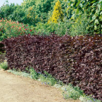 Fagus sylvatica 'Atropunicea'