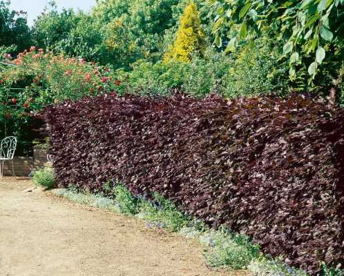 Fagus sylvatica 'Atropunicea'
