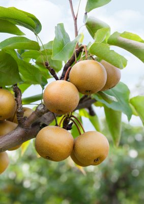Asijská hrušeň 'Chojuro'