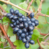 Vitis vinifera 'Nero'