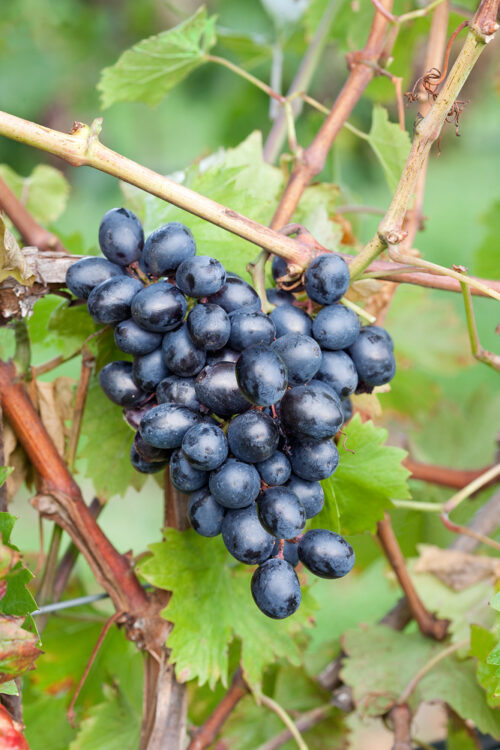 Vitis vinifera 'Nero' - Obrázek 1