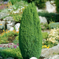 Juniperus communis 'Compressa'